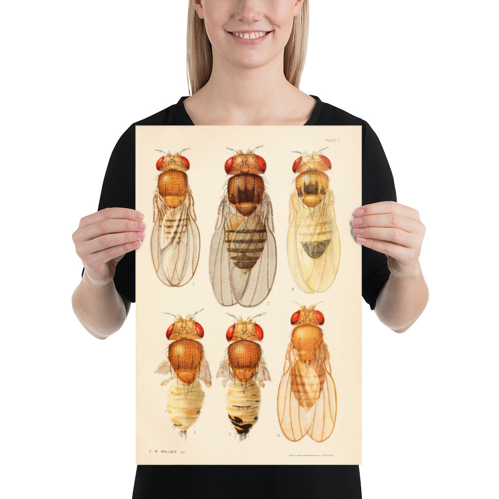 Drosophila Art Print | Fly Lab Science