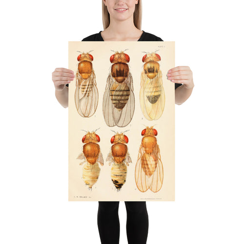 Drosophila Art Print | Fly Lab Science